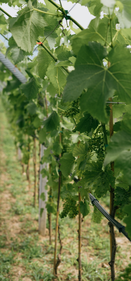 Eclìsia. Da ogni ombra può nascere una nuova luce